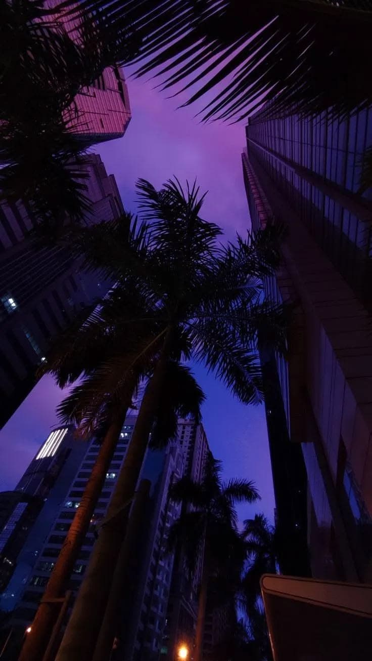 palm trees in front of tall buildings at night with the sky lit by street lights