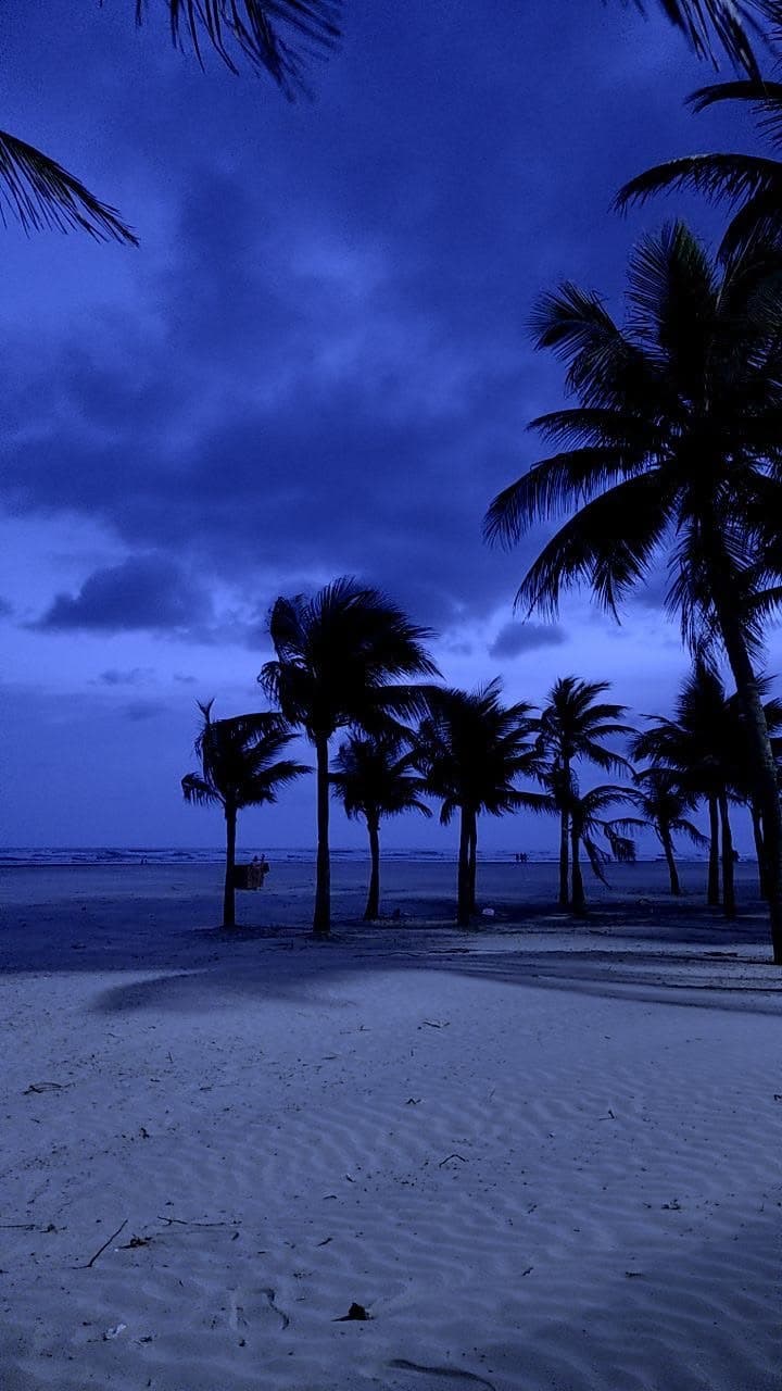 palm trees line the beach at night with blue sky and clouds in the back ground