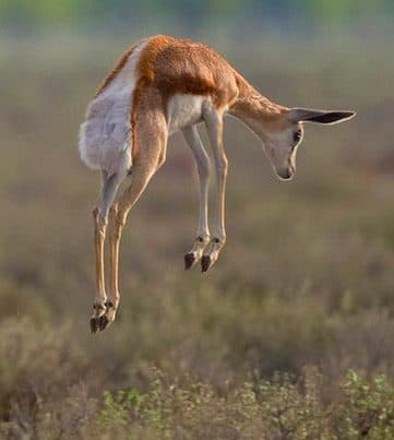 A springbok leaping straight up (pronking) — the textbook costly honest signal, opposite of cheap talk