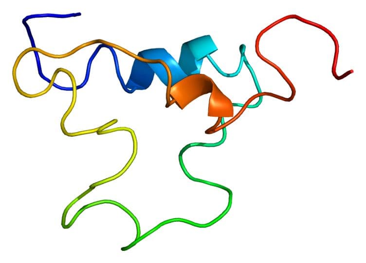 3D ribbon structure of human insulin-like growth factor 1 (IGF-1), the GH-driven mediator of collagen synthesis