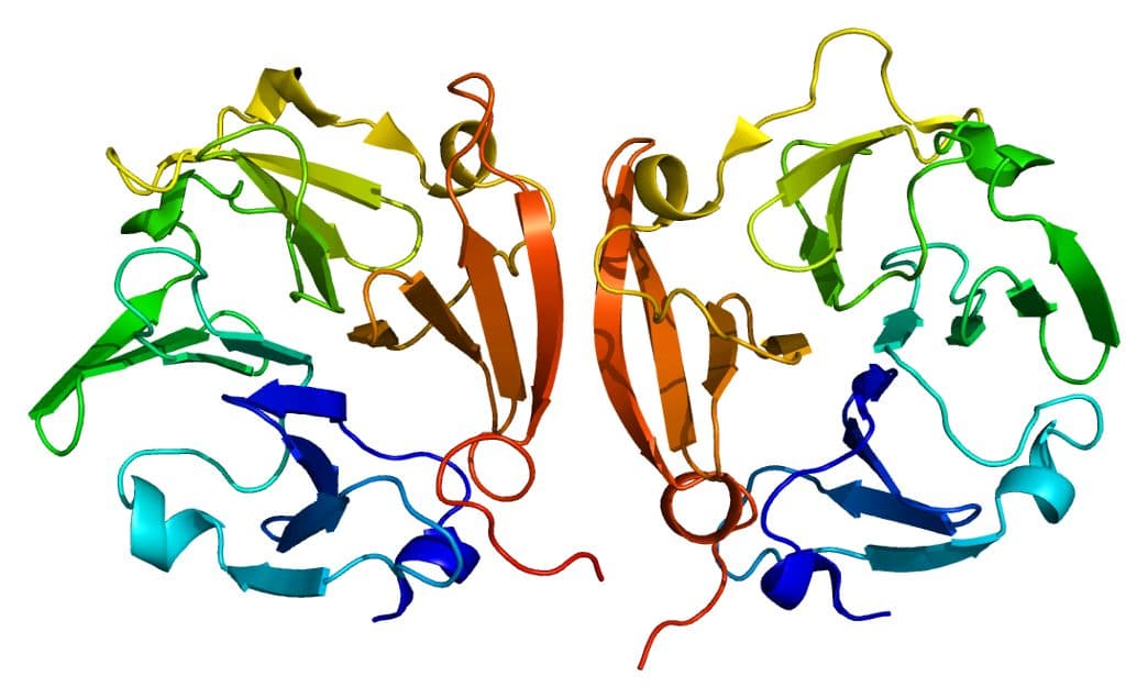 Ribbon diagram of the human MMP-9 protein structure (PDB 1ITV), a matrix metalloproteinase enzyme