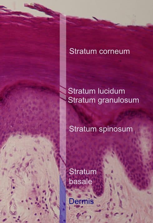 Labeled cross-section diagram of the epidermis showing the stratum corneum and underlying skin layers