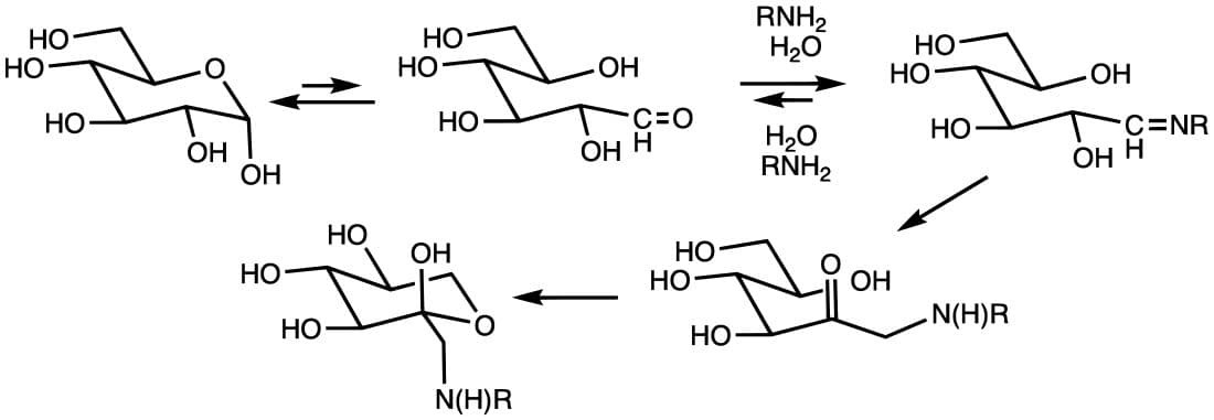 Chemical diagram of glycation via the Amadori rearrangement: a sugar bonding to a protein amine to form a Schiff base then an Amadori produc