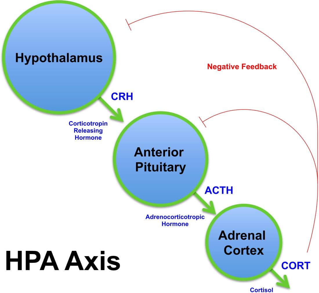 Diagram of the hypothalamic-pituitary-adrenal axis showing CRH, ACTH and cortisol feedback loop