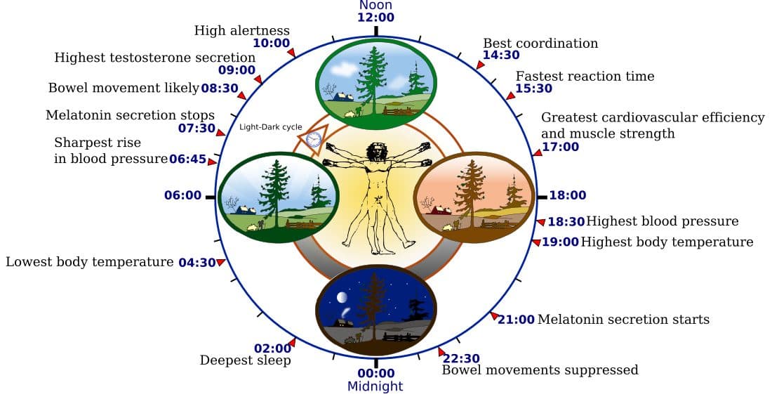 Diagram of the human 24-hour circadian clock showing biological events across the day-night cycle