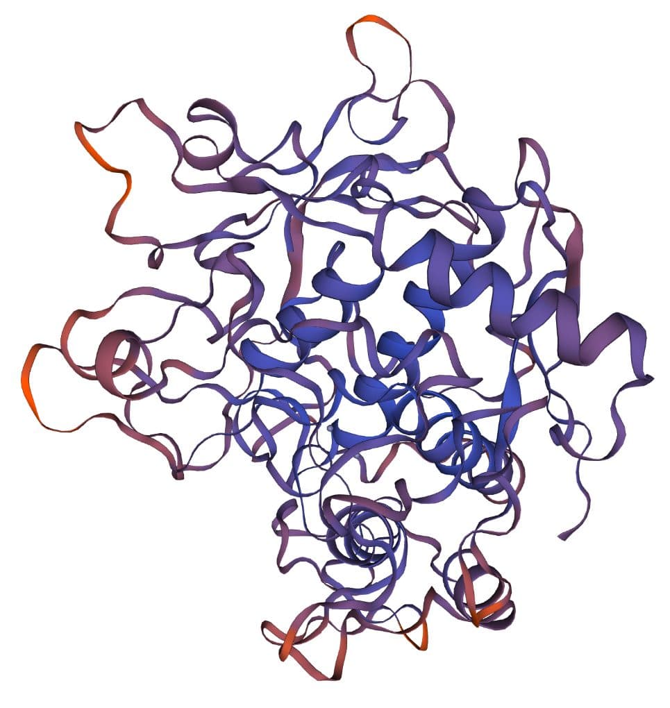 Ribbon-diagram molecular structure of the copper-containing tyrosinase enzyme