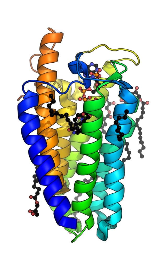 Crystal structure (PDB 7c83) of the steroid 5-alpha-reductase enzyme
