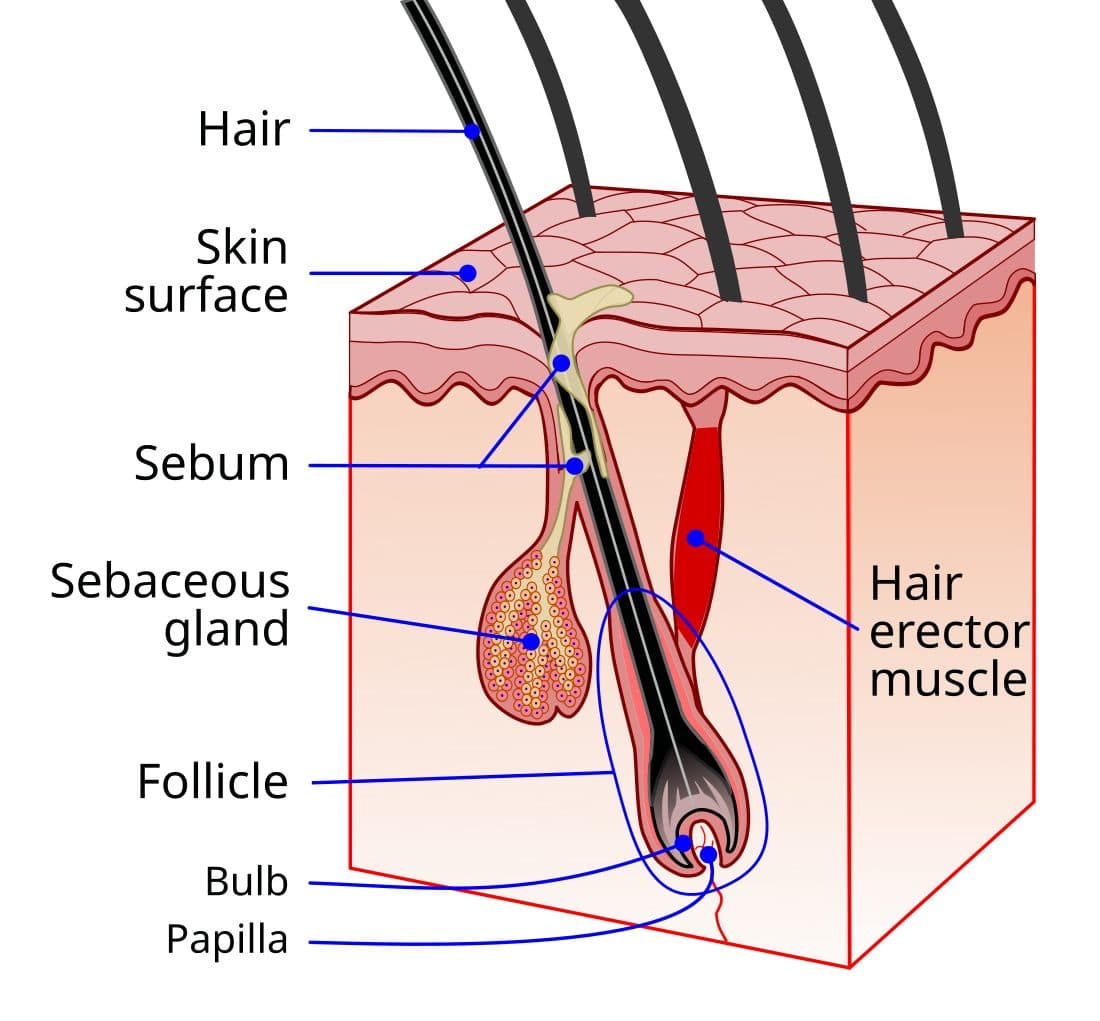 Labeled anatomical diagram of a human hair follicle showing the bulb, dermal papilla, sebaceous gland and hair shaft